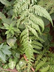 Macrothelypteris