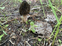 Morchella
