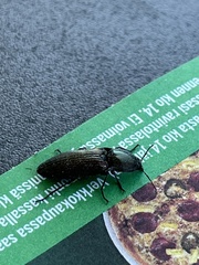 Selatosomus aeneus
