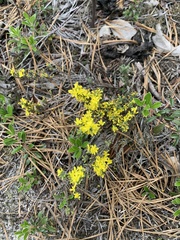 Hudsonia ericoides