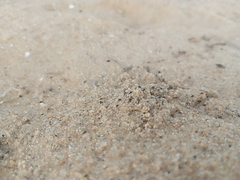 Insecta