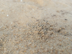 Insecta