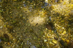 Pseudacris cadaverina