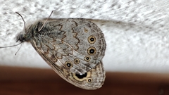 Lasiommata maera