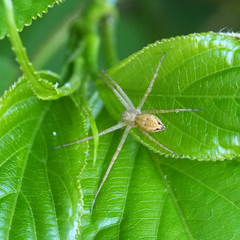Philodromus subaureolus