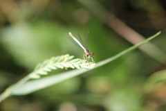 Platycnemis pennipes