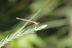 Platycnemis pennipes