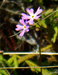 Primula mistassinica