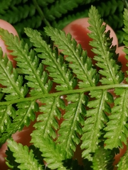 Athyrium filix-femina