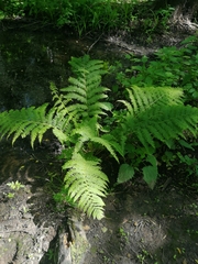 Athyrium filix-femina