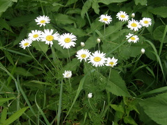 Cota triumfetti triumfetti