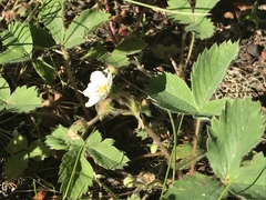 Fragaria cascadensis