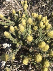 Phylica plumosa
