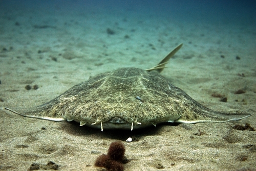 Foto de Angelote (Squatina squatina)
