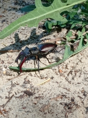 Lucanus cervus