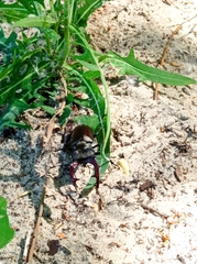 Lucanus cervus