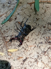 Lucanus cervus