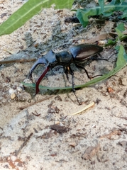 Lucanus cervus
