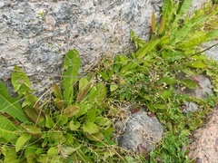 Capsella bursa-pastoris