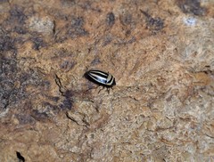 Ippatha australiensis