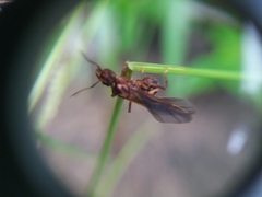 Acromyrmex coronatus