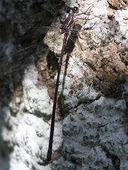 Ecchlorolestes nylephtha