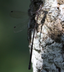 Ecchlorolestes nylephtha