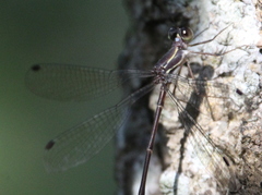 Ecchlorolestes nylephtha