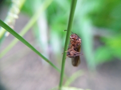 Acromyrmex coronatus