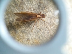 Acromyrmex coronatus