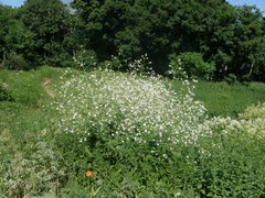 Crambe cordifolia