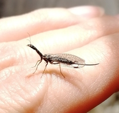 Xanthostigma xanthostigma