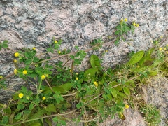 Medicago lupulina