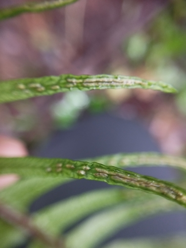 Representative image of Struthiopteris spicant pradae