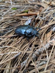 Archodontes melanopus