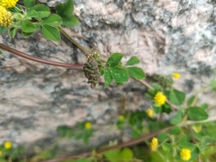 Medicago lupulina