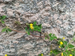 Medicago lupulina