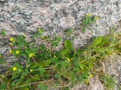 Medicago lupulina