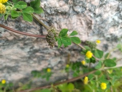 Medicago lupulina
