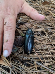 Archodontes melanopus