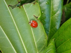 Harmonia axyridis