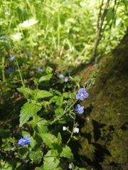 Veronica chamaedrys