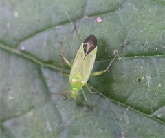Calocoris