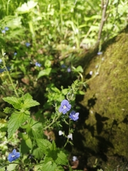 Veronica chamaedrys