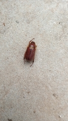 Holochelus
