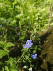 Veronica chamaedrys