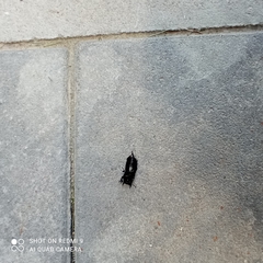 Dorcus parallelipipedus