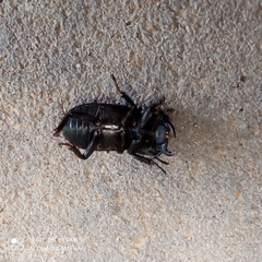 Dorcus parallelipipedus