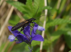 Oedemera pthysica