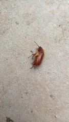 Holochelus